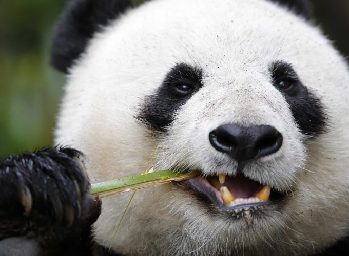 Wallpaper Panda, Giant Panda Zoo, Cute animals, Animals 3258617984